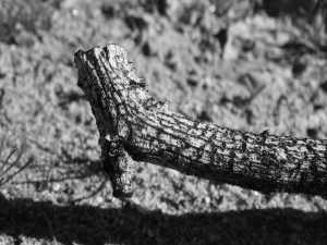 Burnt Branch - To be honest, I don't think it was really burnt, but just a type of branch that always looks like it came out of a hot fire. *PSE