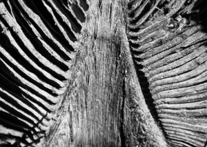 Pattern Palm Frond - I'm trying to work on capturing more pattern snaps. Mild success. *PSE