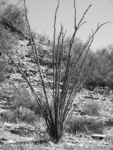 Ocotillio- This tree was at the very beginning of the trail. Couldn't say why I find it interesting. Just do. PSE.