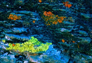 80's primordial lifeform - Though I'm not sure that lichen is primordial to be honest. Here is some of the lichen on the rocks. I exploded the color here, but i like the abstract look it gets. PSE