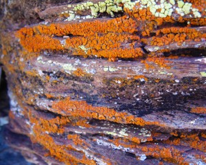 Red Headed Stepchild - more Lichen. Mostly of the orange variety. Really liked the lichen. PSE