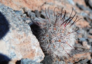 Spider Cactus - I'm not sure why I think of spiders when I see this cactus, but I always do. *PSE